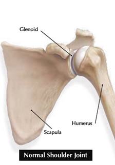 p normal shoulder joint