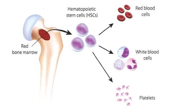 stem cells